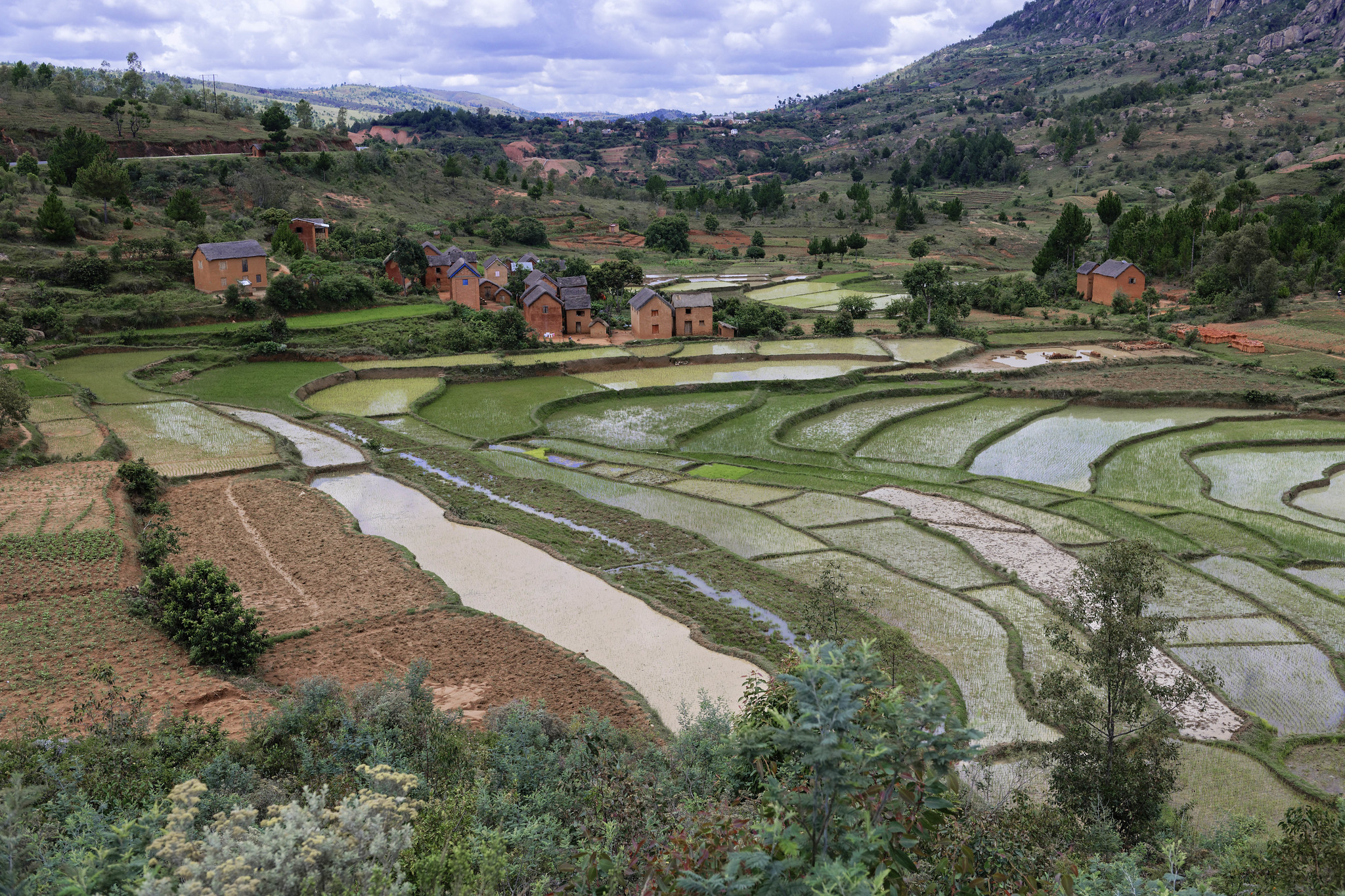 Sectores Rurales Agricultura, acuicultura, plantaciones, otros sectores rurales ...