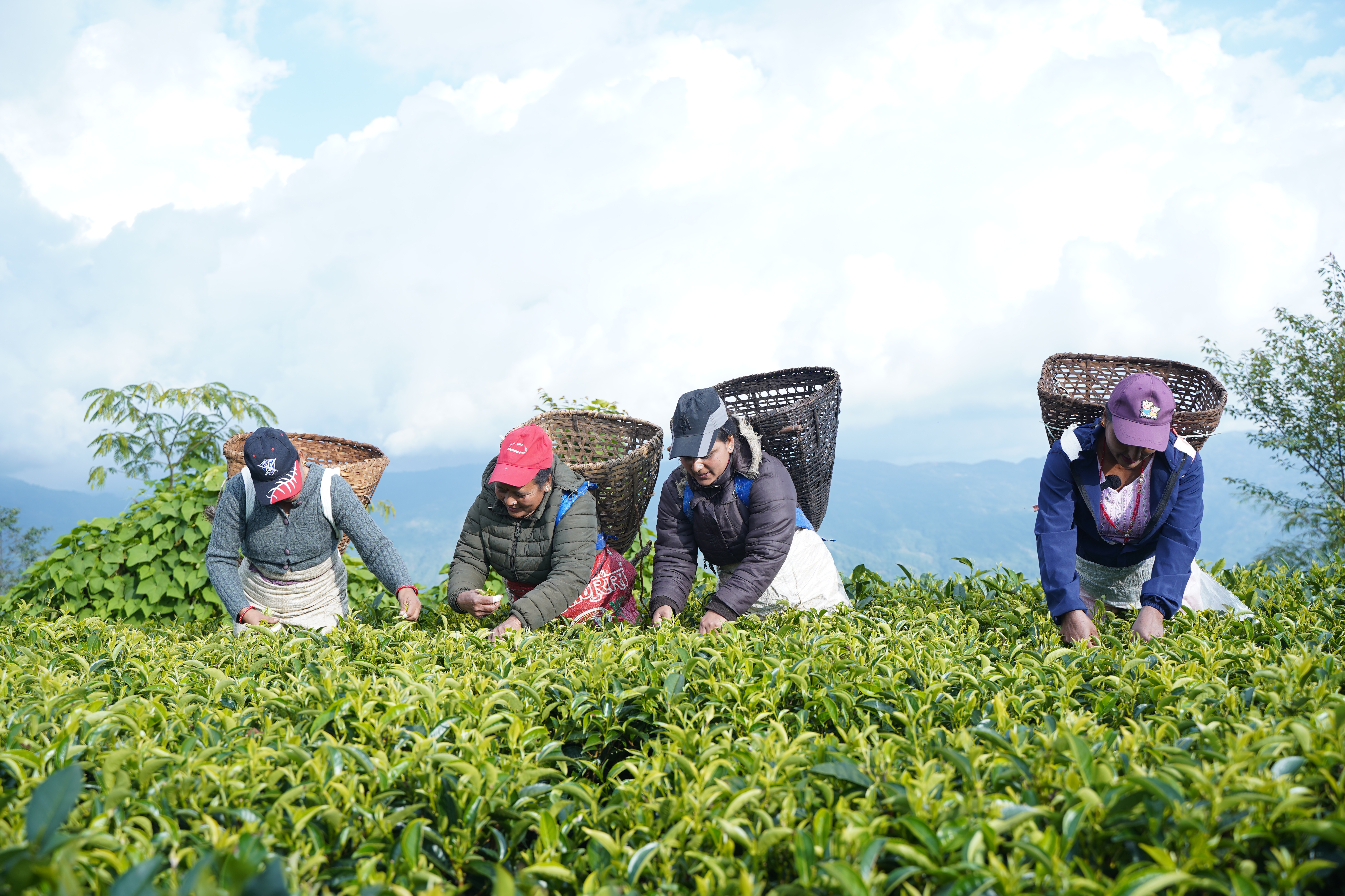 From struggles to safety: Transforming tea garden work in Nepal ...