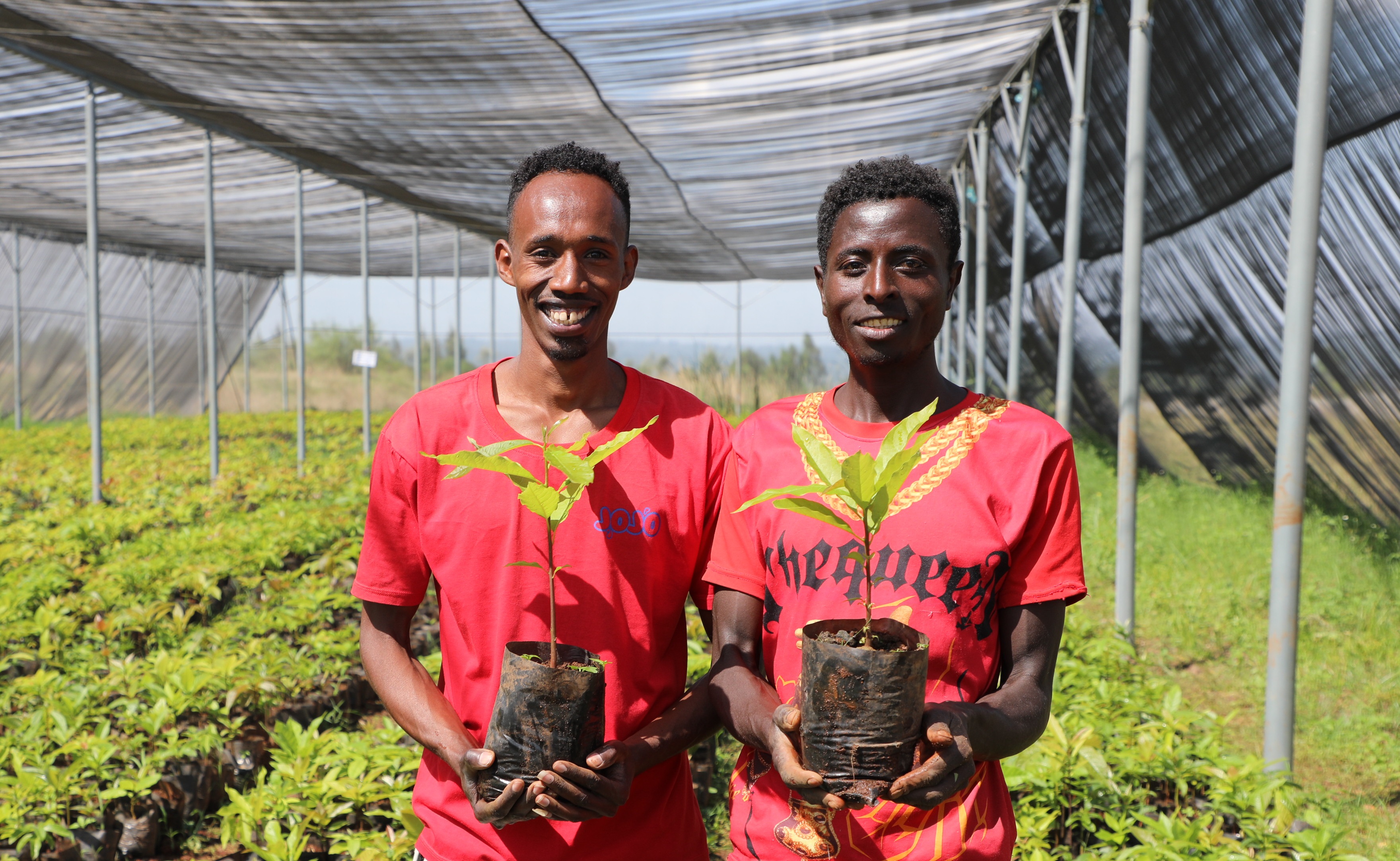 ILO launches digital agri-business hub in Hawassa, Sidama Region of ...