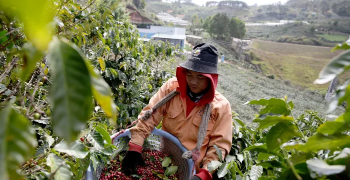 Vietnamese coffee farmer
