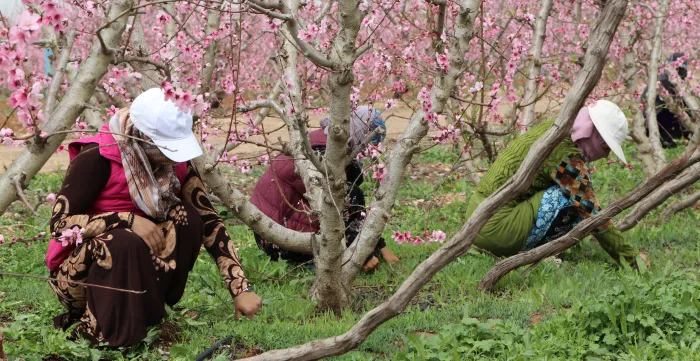 female farmers picking up herbs from the ground