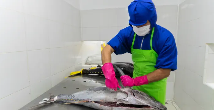 Processing Tuna in a factory in Indonesia