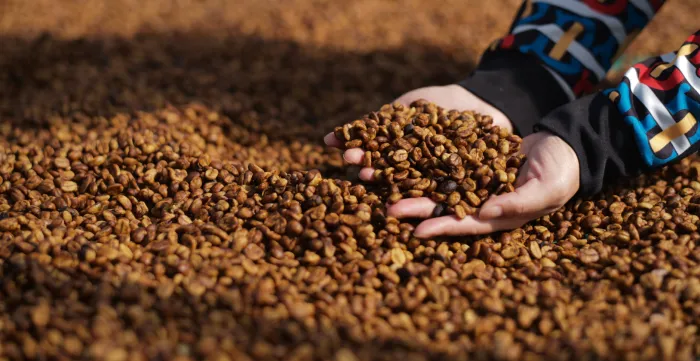 Multi-stakeholder dialogue strengthens joint commitments to promote decent work in the coffee sector.