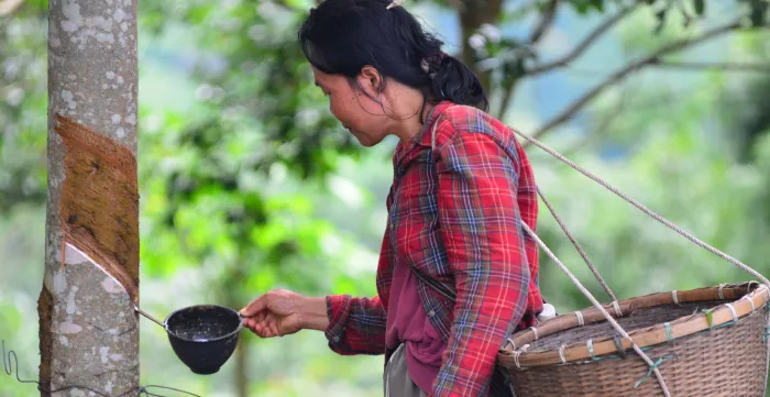 A worker collects latex from a rubber tree.