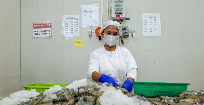 a female worker in shrimp production