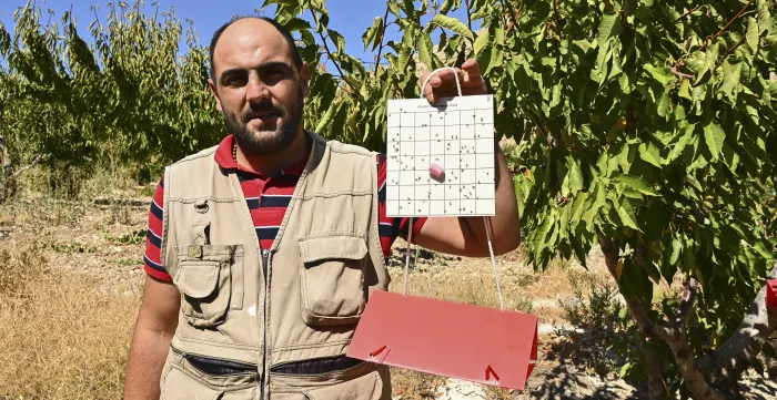 Farmer Sami Harika demonstrating the benefits of the fly trap. Wadi Al Arayesh, Lebanon, August 2025.