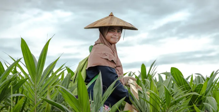 A worker removes unwanted weeds growing in the polybags of palm-oil seedlings.