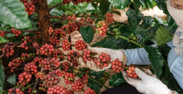 CLEAR Supply Chain in Viet Nam