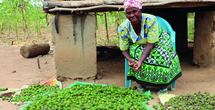 Woman worker seating outside sorting out castor fruits on the ground