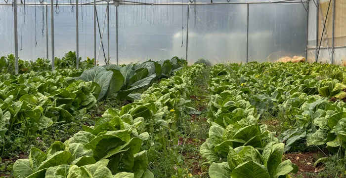 Healthy crops thriving inside the climate-controlled greenhouse. Bekaa, Lebanon. March, 2025