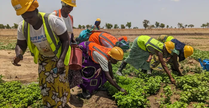 Entretien des cultures maraîchères par des femmes bénéficiaires du projet « DG CRISIS », en faveur de leur autonomisation économique.