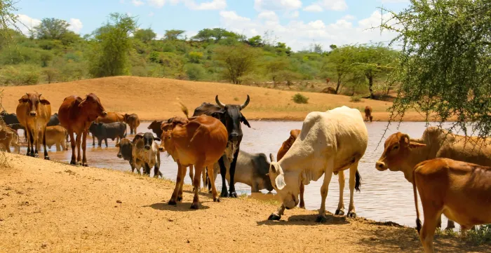 A herd of brown, black and white cattle stands on dry sandy ground beside a small body of water, with trees and shrubs in the background.