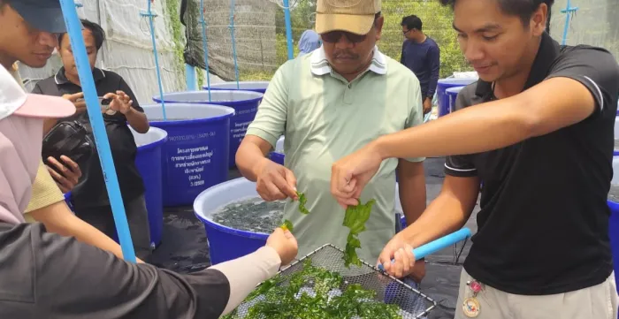 A group of participants observe and handle fresh green seaweed during a demonstration at a seaweed cultivation facility in Thailand.