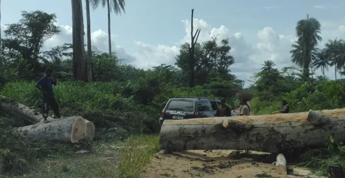 Large felled tree trunks block an unpaved rural road surrounded by dense vegetation and palm trees. A vehicle and several people can be seen on the other side of the obstruction.