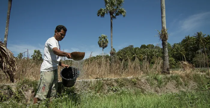 A farmer waters crops in a field in East Nusa Tenggara, Indonesia. The image shows agricultural land surrounded by palm trees under a clear blue sky.