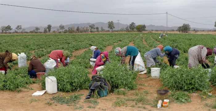 Women agricultural workers harvesting crops in a field in Regueb, Tunisia, during a visit to farms benefiting from ILO-supported projects.