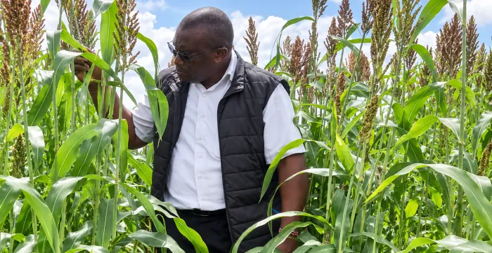 Erick Ahenda during an inspection of a sugar graze sorghum fodder production trial plot at the county farm in Kajiado Town