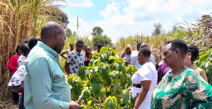 Titus Kariuki of Tiddy Fodder Farm trains participants on fodder production and storage in Narok County. © Tidy Farm