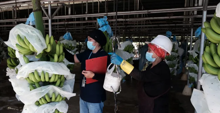 women workers inspecting banana harvests for export