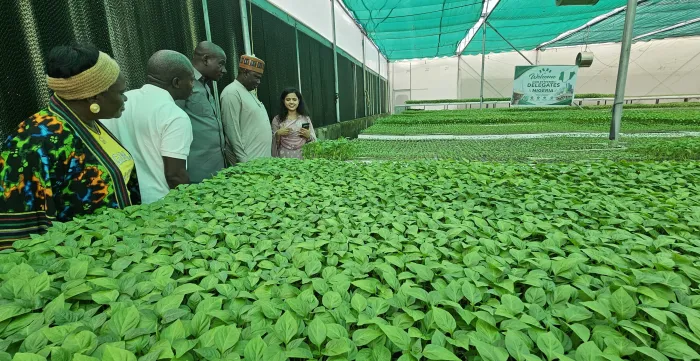 Members of the Nigerian delegation stand beside rows of green seedlings inside a large covered plant nursery while a guide explains the facility.