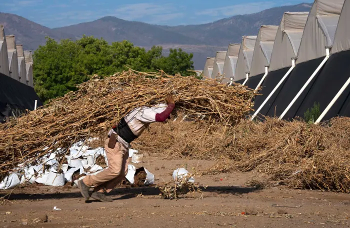 A farmer carries heavy loads of dried branches under a scorching sun