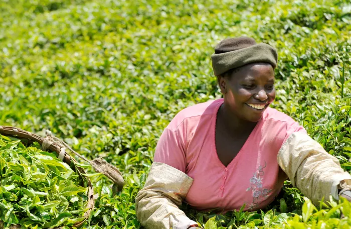 A woman harvesting tea leaves in a plantation in Kenya