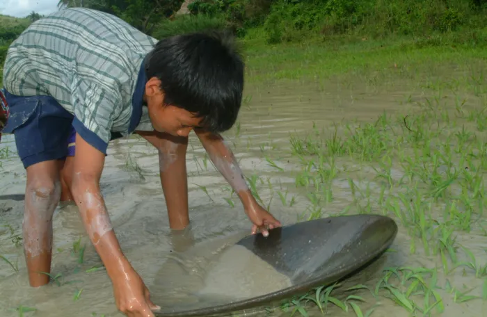 Young boy panning gold in a shallow river in Bicol, Philippines, holding a pan and sifting through sediment.