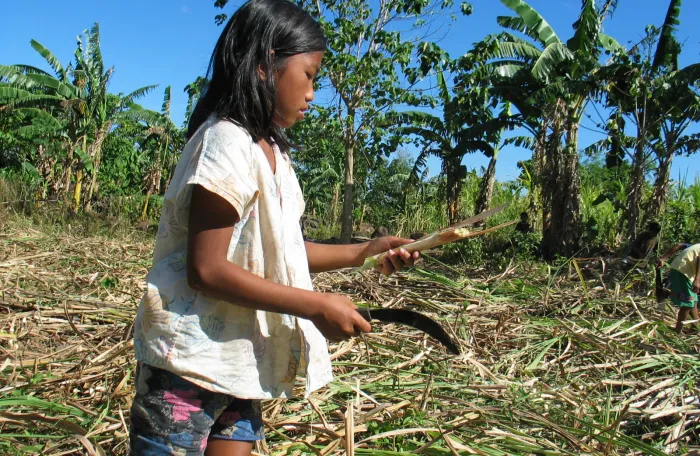 Girl using a knife to cut sugarcane stalks in a field in Negros, Philippines.