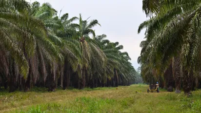 Hombre recolectando en medio de un vasto cultivo de palma