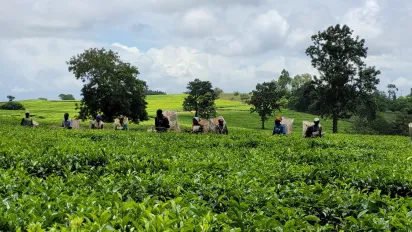 Tea farmers pick tea in Malawi