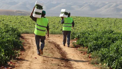 Two workers carrying crates of vegatables as they walk on a path running through agricultural field, in Jordan