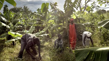 Women and men in are seen weeding a banana plantation in Ethiopia