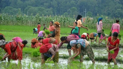 Farmers plant crops in a paddy field. The Nepal government is being urged to take measures to minimise both short-term and long-term damage to the country's agricultural sector
