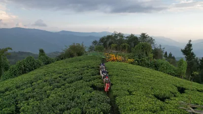 drone view of tea pluckers in Nepal
