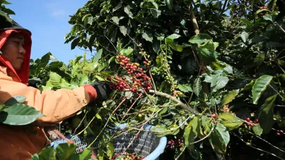 a coffee farmer harvesting coffee beans in Vietnam