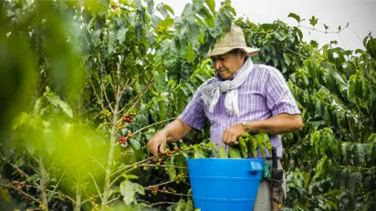 Hombre con camisa a rayas y sombrero recoge granos de café en una plantación