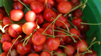 Cherries being prepared for packing and exporting in Kaa el Rim, Lebanon. 11 July 2024