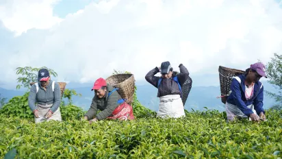 4 women picking tea leaves in a tea plantation in Nepal