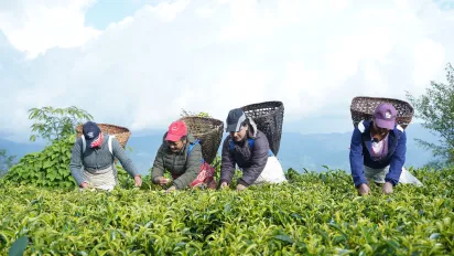 Tea garden work