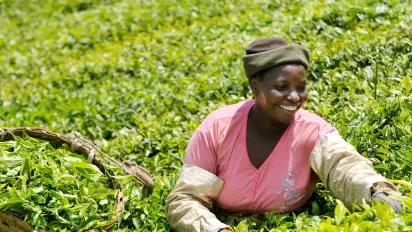 A woman harvesting tea leaves in a plantation in Kenya