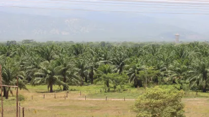 Foto general de una plantación de palma de aceite en Barrancas, La Guajira.