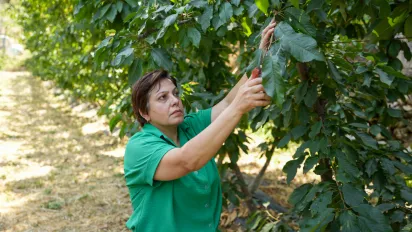 Cherry farmer Rajwa Berjas in Brih El Chouf shows her field and shares her experience of being linked directly to a local processor. 