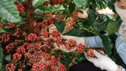 CLEAR Supply Chain in Viet Nam