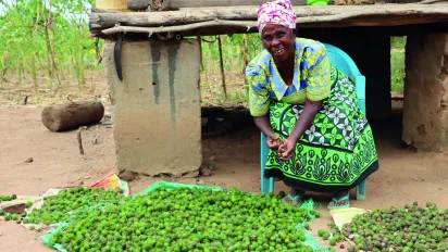 Woman worker seating outside sorting out castor fruits on the ground