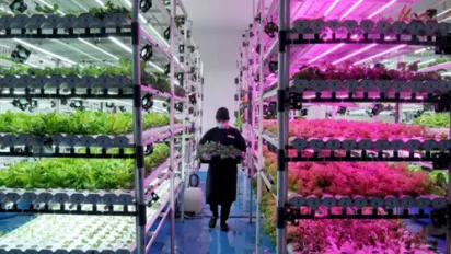 Indoor worker surrounded with racks of vegetables