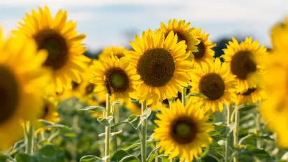 Sunflower field