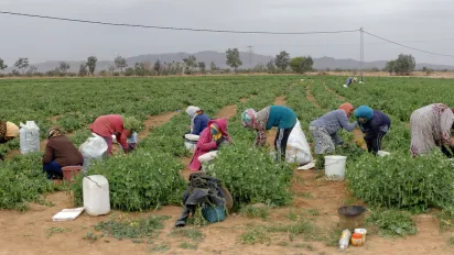 Women agricultural workers harvesting crops in a field in Regueb, Tunisia, during a visit to farms benefiting from ILO-supported projects.