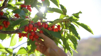 a hand of an old man picking cherry from a tree and putting them in a bucket