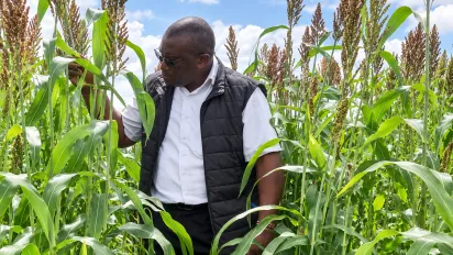 Erick Ahenda during an inspection of a sugar graze sorghum fodder production trial plot at the county farm in Kajiado Town