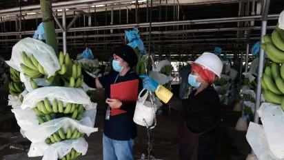 women workers inspecting banana harvests for export